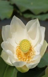 Lotus Wit