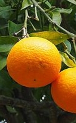 Sinaasappel  biologisch