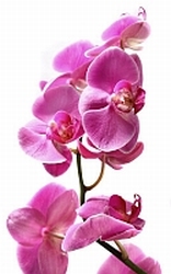 Orchidee parfum olie